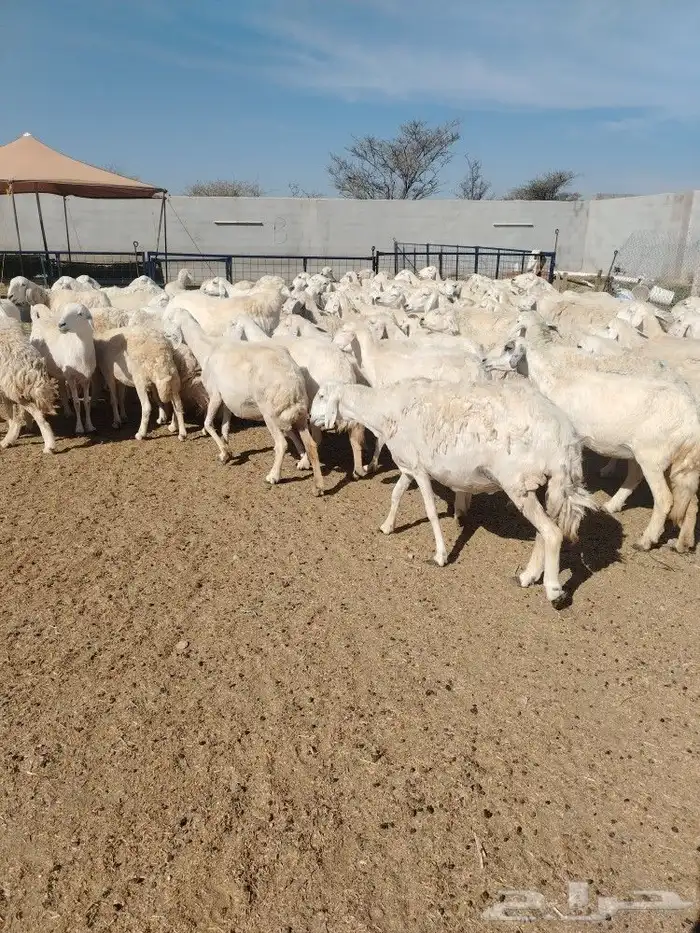 غنم حريه حرش مراح وحد قطعه وحده العداد 92ازين يااهل ازين 0