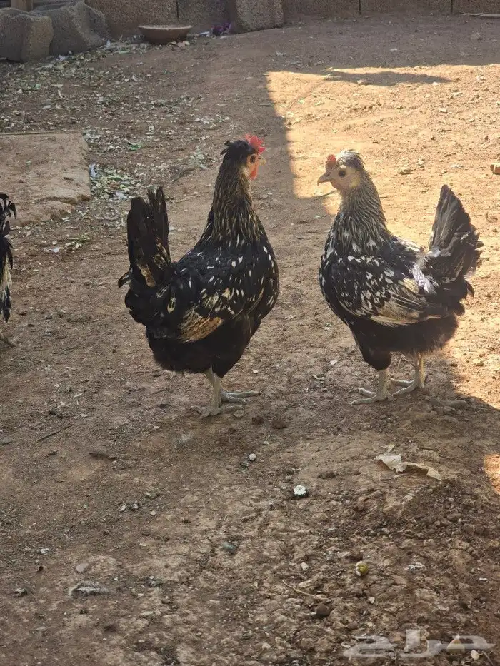 دجاج با كستاني ودجاج حباحب للبيع او البدل 8