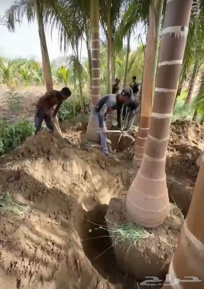 نخيل ملوكي ونخيل واشنطني بطوال مختلفه بسعار مناسبه 8