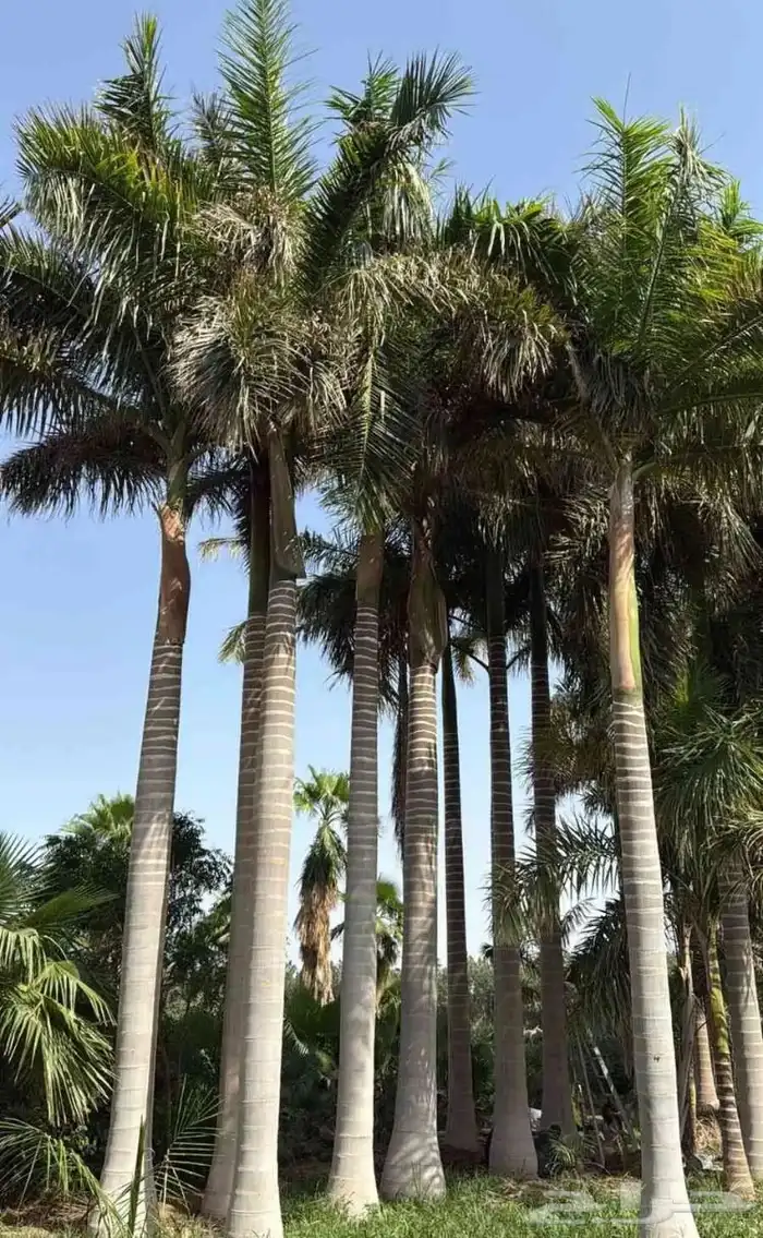 نخيل ملوكي ونخيل واشنطني بطوال مختلفه بسعار مناسبه 7