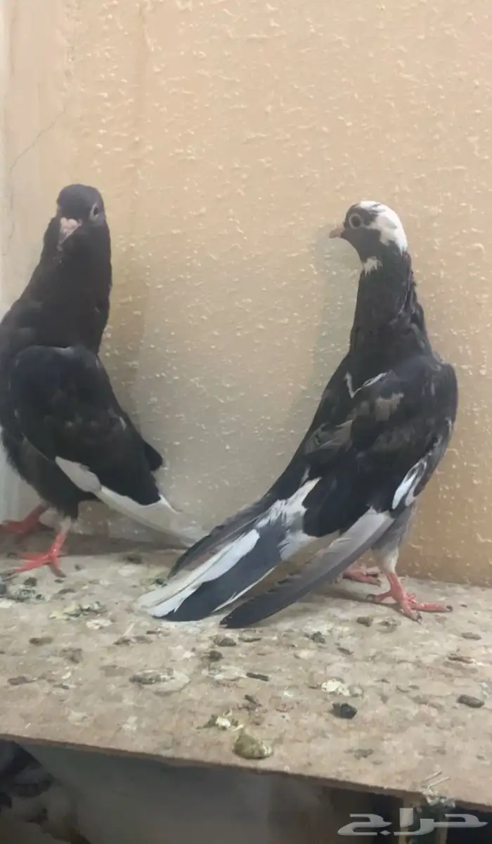 جوز حمام قطيفي 1