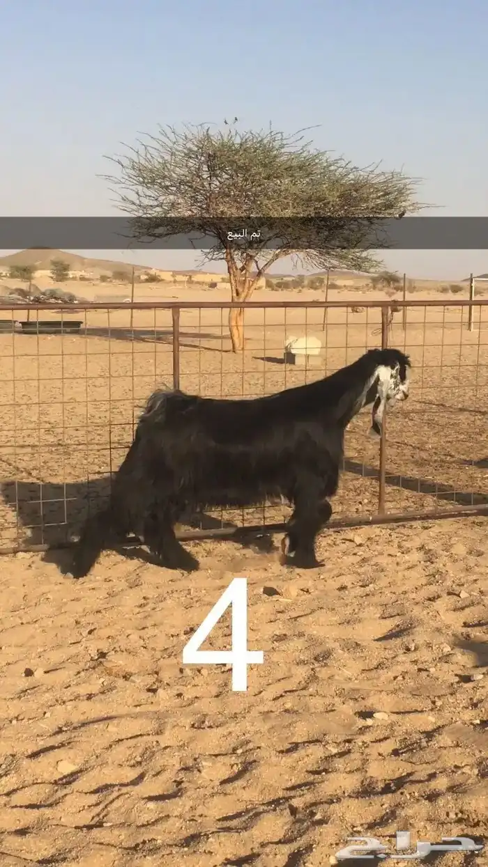 فحول عوارض اجم وبقرون 7