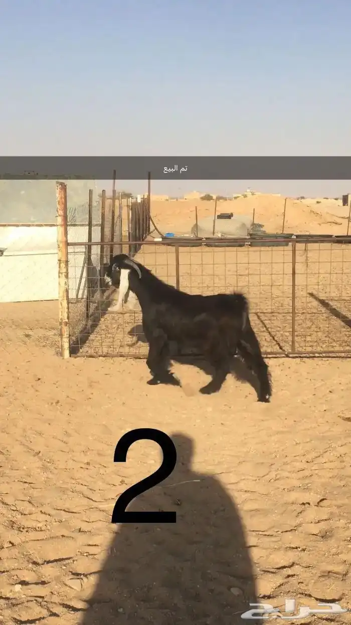 فحول عوارض اجم وبقرون 3