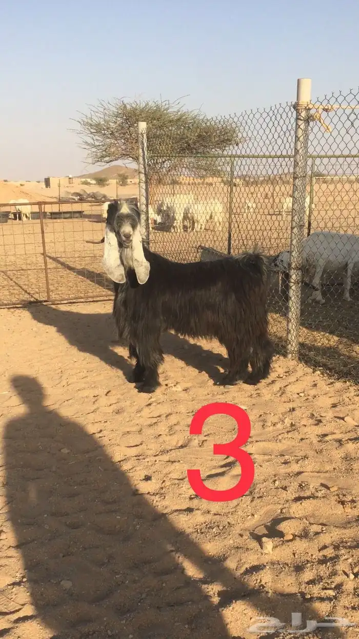 فحول عوارض اجم وبقرون 4