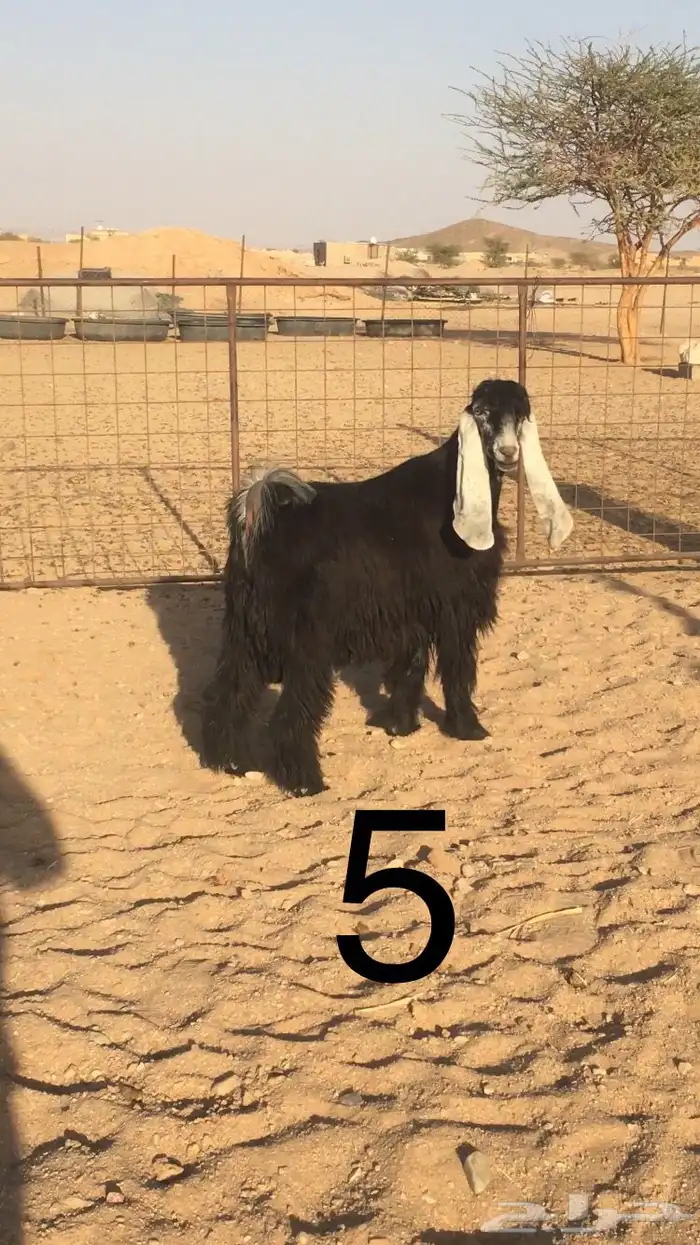 فحول عوارض اجم وبقرون 8