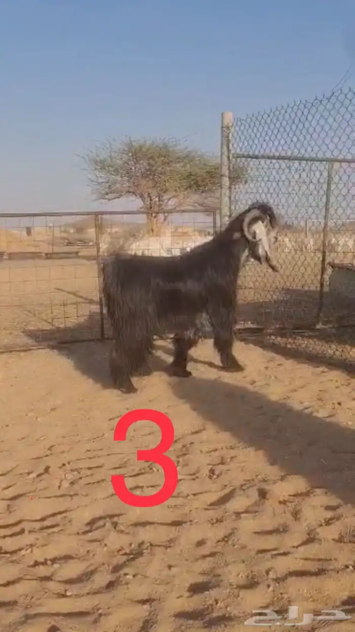 فحول عوارض اجم وبقرون 5