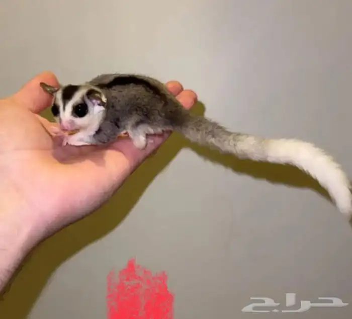 حيوان السنجاب 1