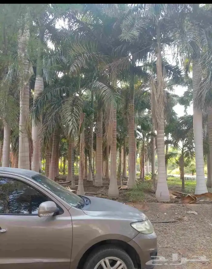 نخيل ملوكي ونخيل واشنطني بطوال مختلفه بسعار مناسبه 3