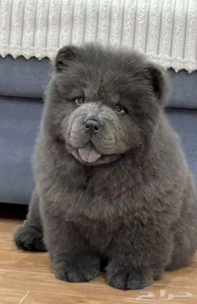 جراء تشاو تشاو استيراد الخارج روعه فوق الممتاز index