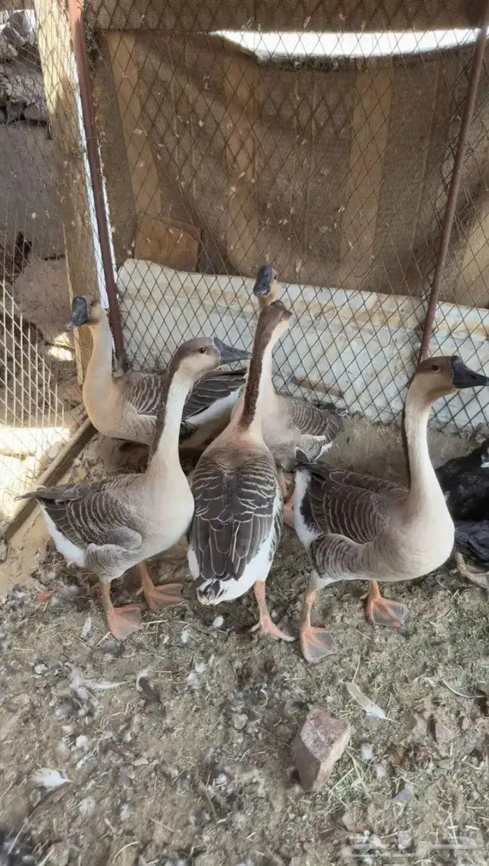 وز عراقي 2