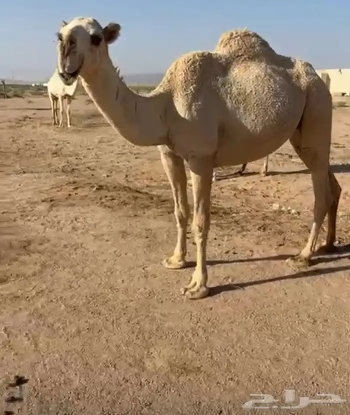 ناقة للبيع عمره سنتين البيع قريب 0