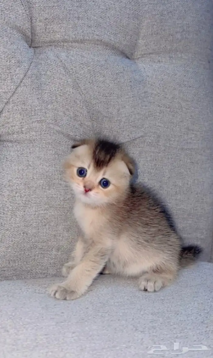 قطط سكوتش فولد قولد بيور صغيره للبيع 3