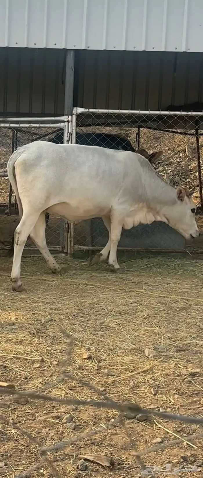 بقرتين سويسريه كفو 2