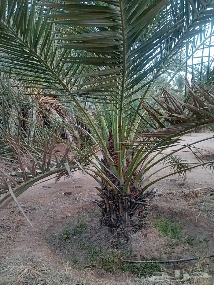نخل للبيع 5
