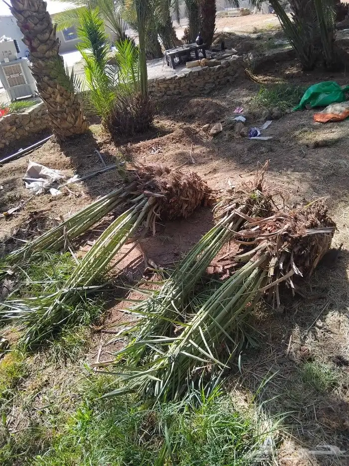 يوجد لدينا عمال تحيض وتكريب وقلع فروخ ونقايل 1