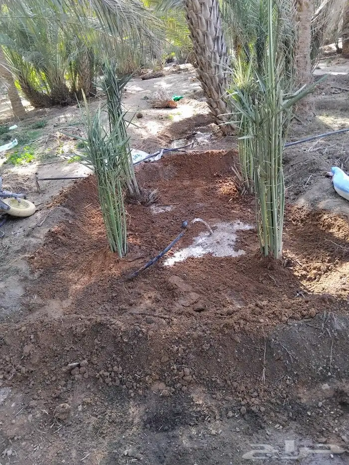 يوجد لدينا عمال تحيض وتكريب وقلع فروخ ونقايل 0