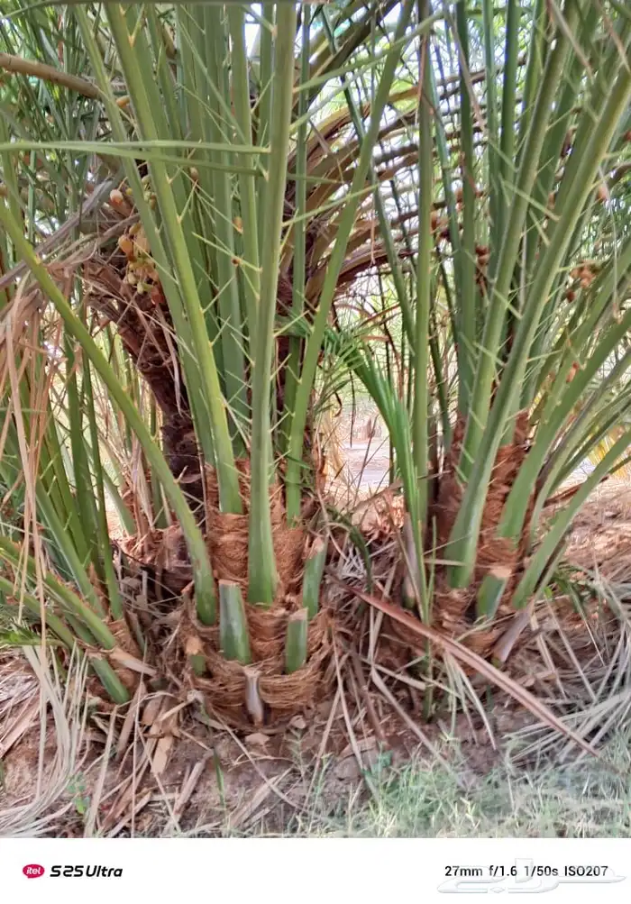 نخيل مثمر للبيع 4