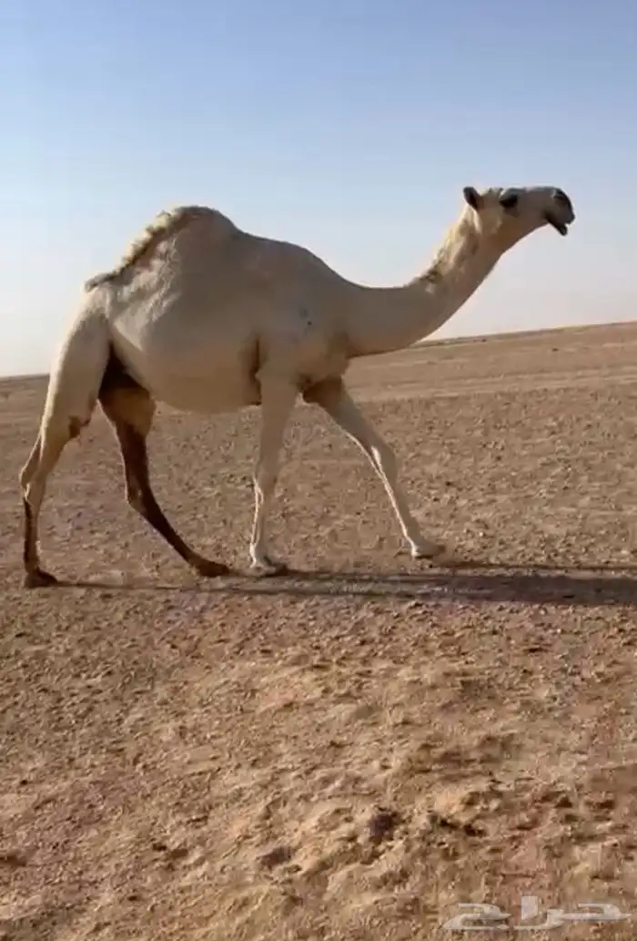 بكره وضحاء 1