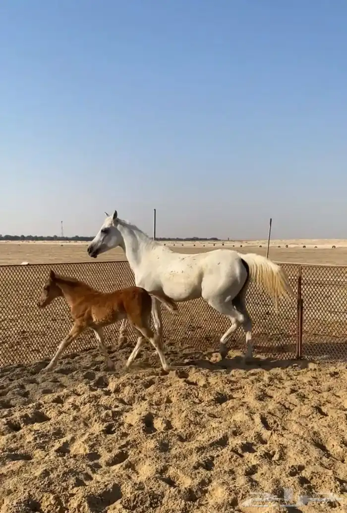 فرس لقاح ومهره ومهر جزيريات اصايل 16