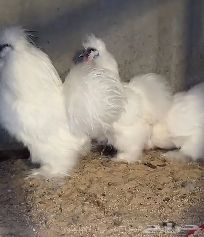 دجاج قطني منتجين 2