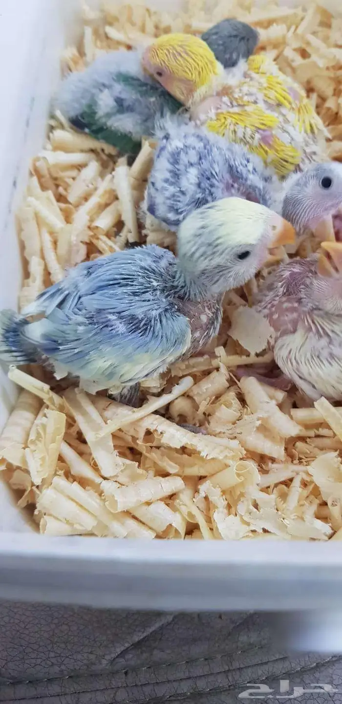 فروخ روز يقبلو الغر بشراهه 4