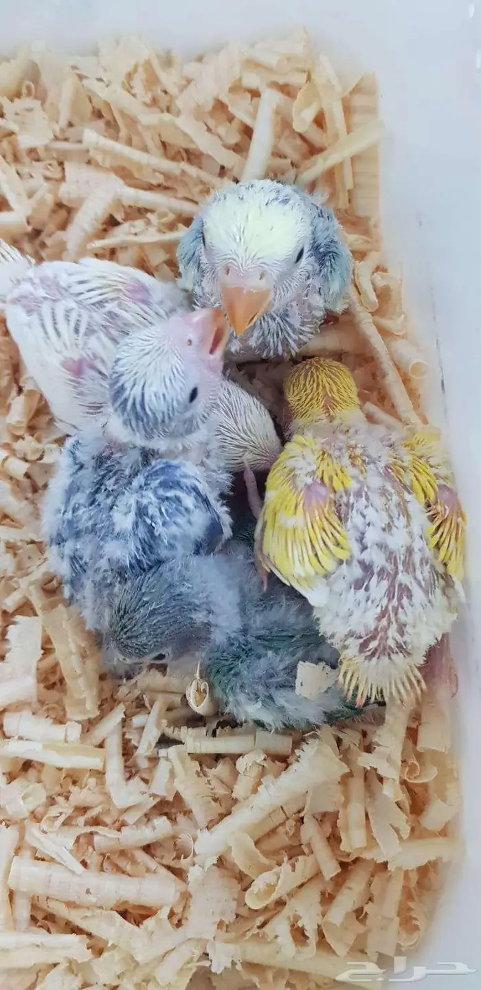 فروخ روز يقبلو الغر بشراهه 2