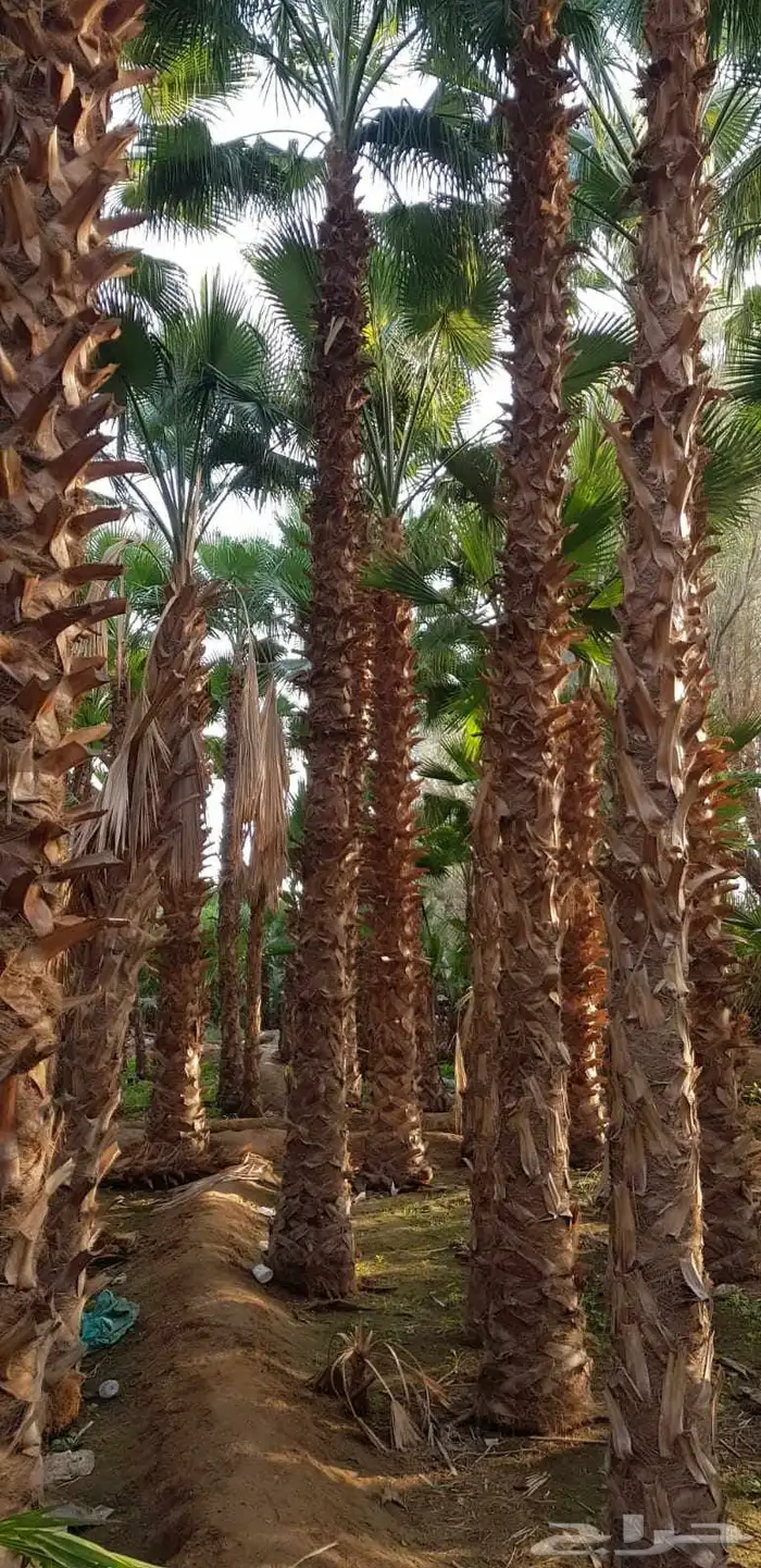نخل واشنطن أمريكي ونخل عربي مثمر 8