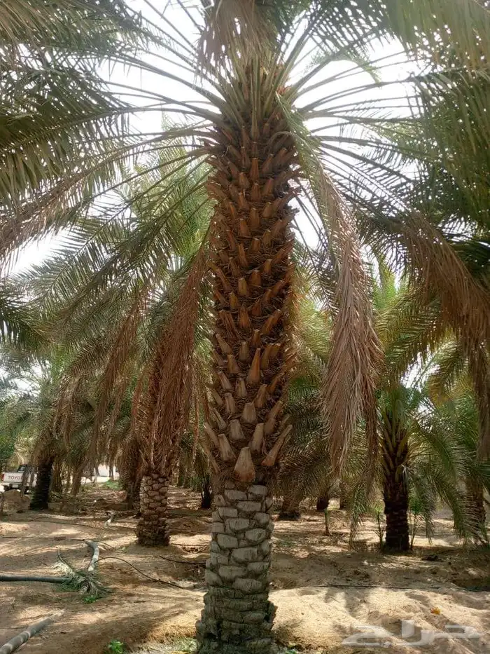 مقاول شبوك اشجار زيتون ونخل 2