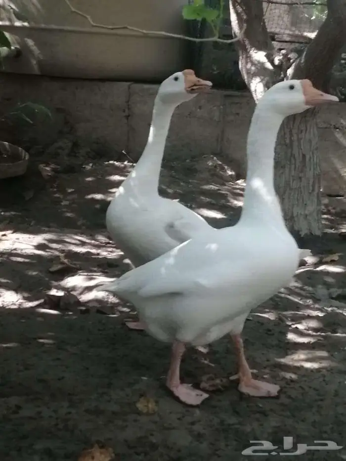 وز عراقي ابيض ذكور 1