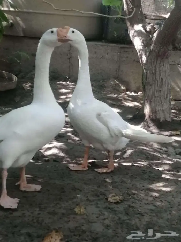 وز عراقي ابيض ذكور 6