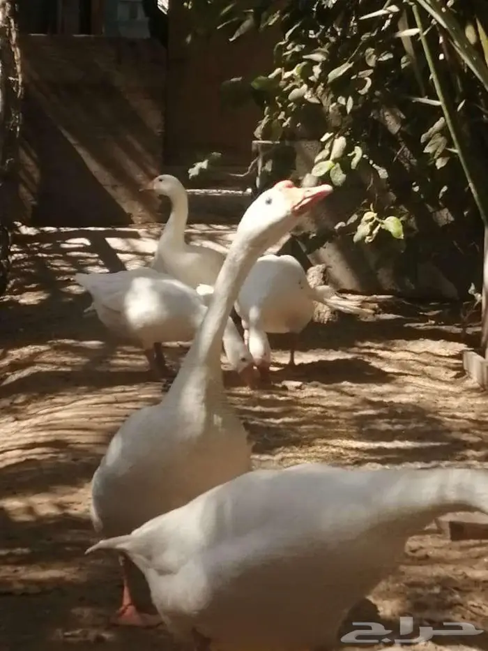 وز عراقي ابيض ذكور 23