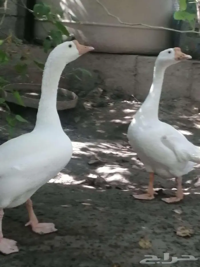 وز عراقي ابيض ذكور 22