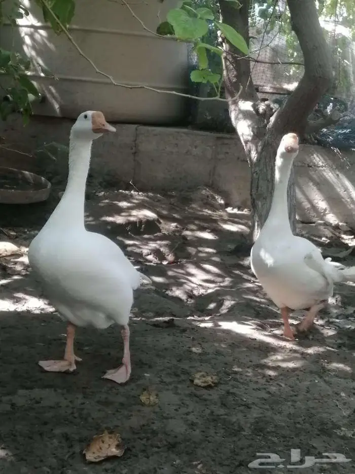 وز عراقي ابيض ذكور 30