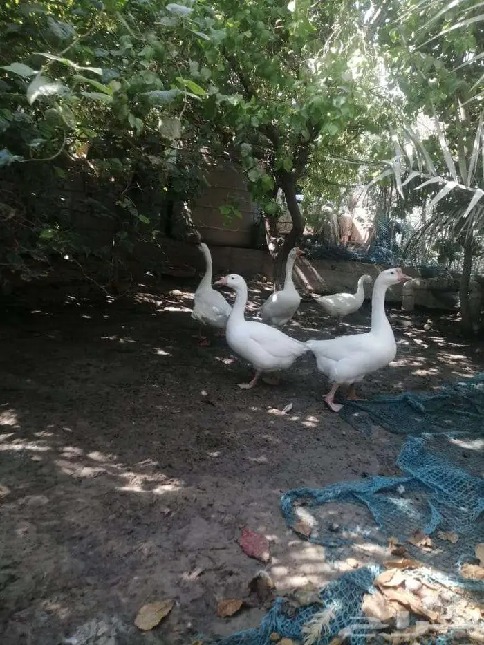 وز عراقي ابيض ذكور 33