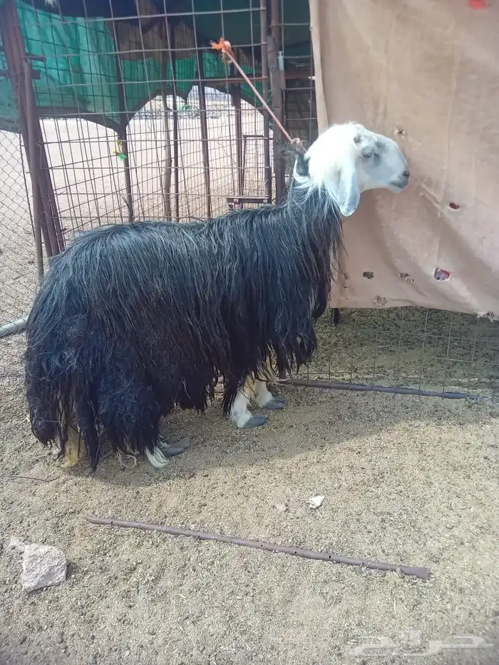 خروف فحل رباع 0