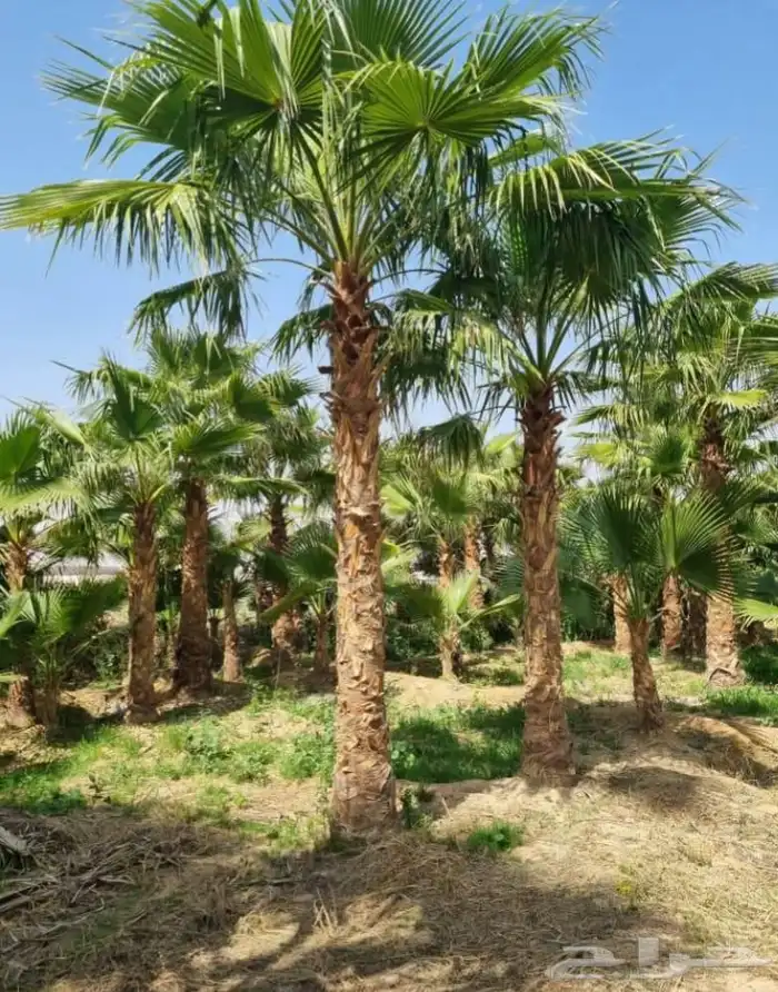 نخل واشنطني زينه 0