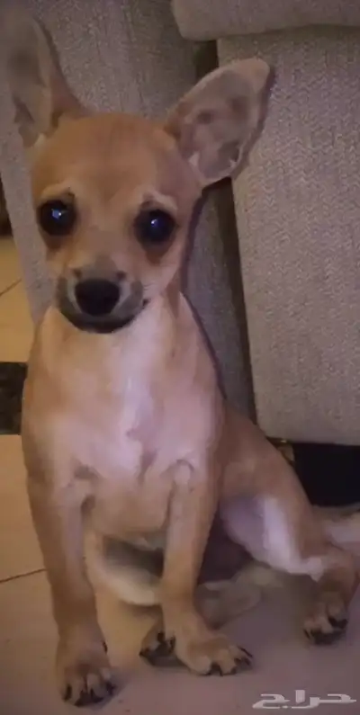 شيواوا بيور index