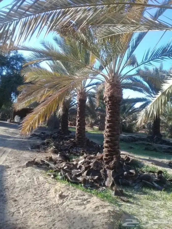 زراعة النخيل صيانة النخيل 5