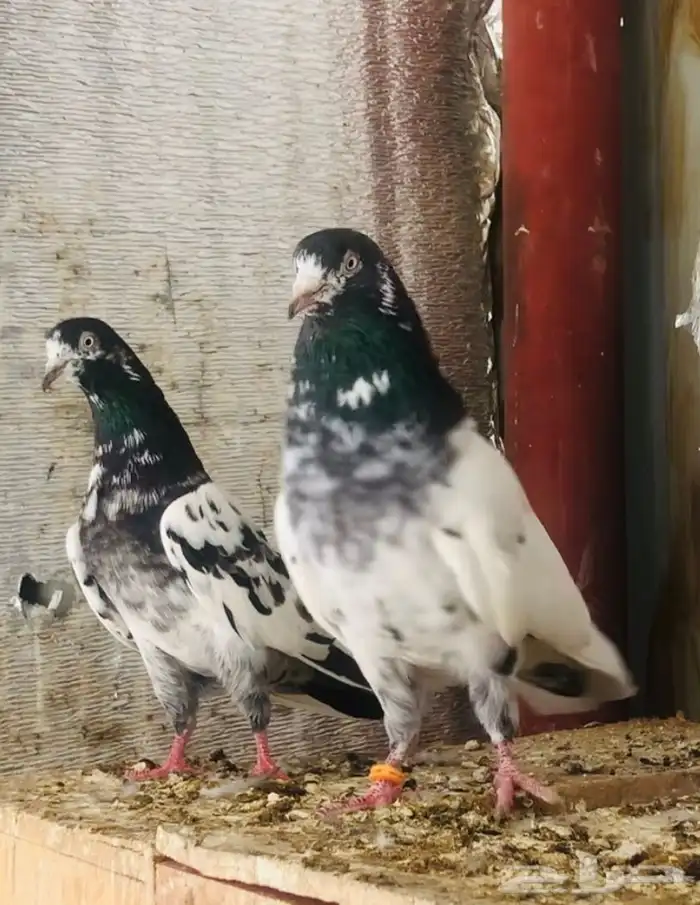 تم البيع جوز تيدي أساس 1