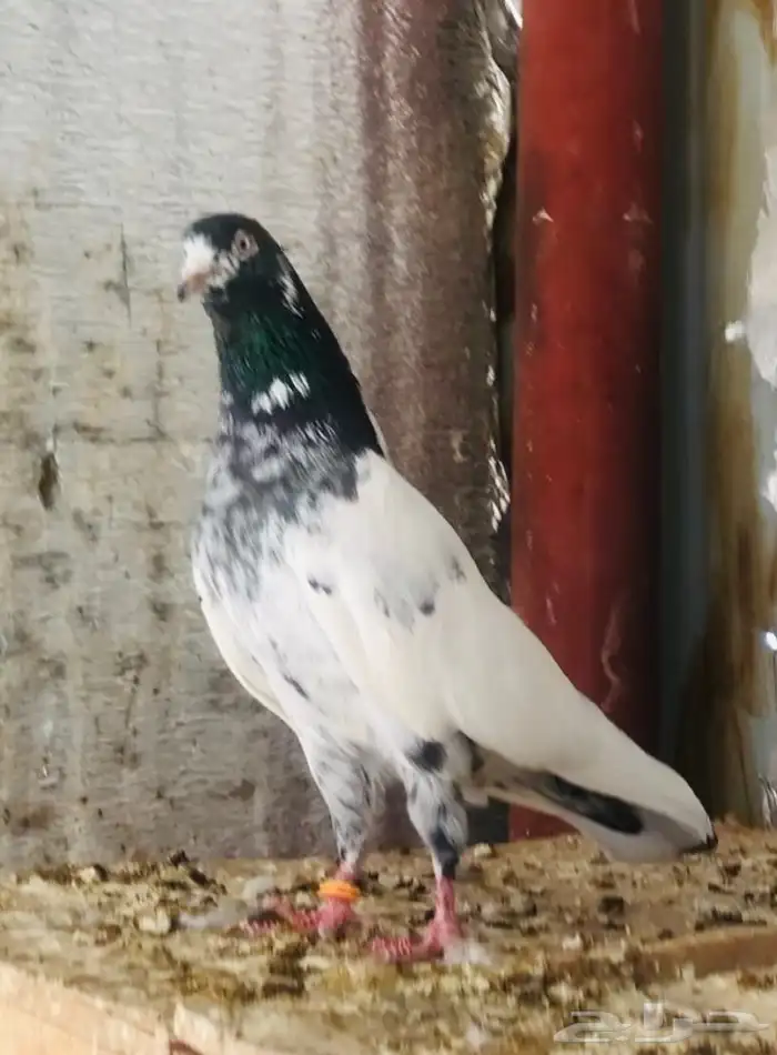 تم البيع جوز تيدي أساس 3