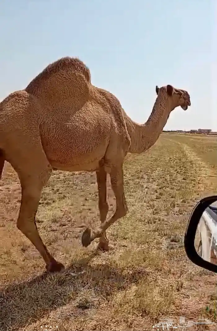 للبيع الناقه الشعلا معشر 0