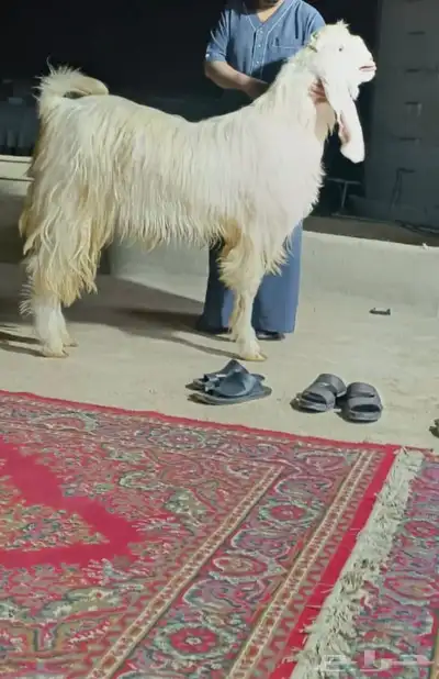 تيس طيب 0