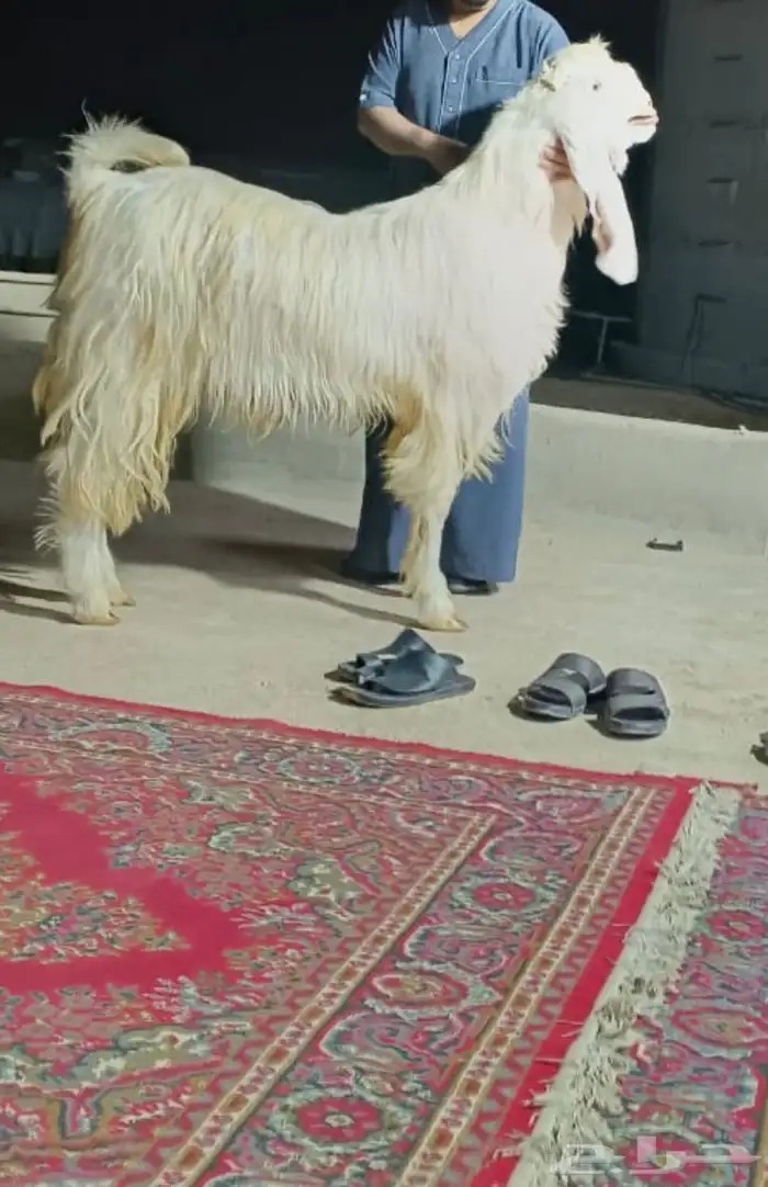 تيس طيب 0