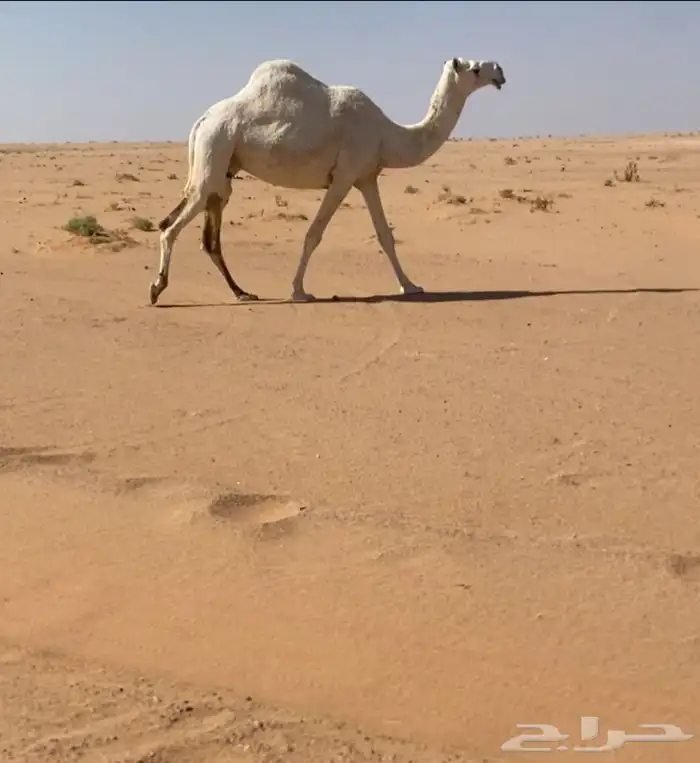 للبيع خمس ضرايب مفرود حشوانه منها 2