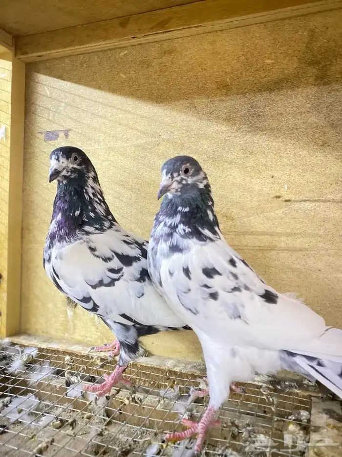 زوج بكستاني منتج الحد 70 1