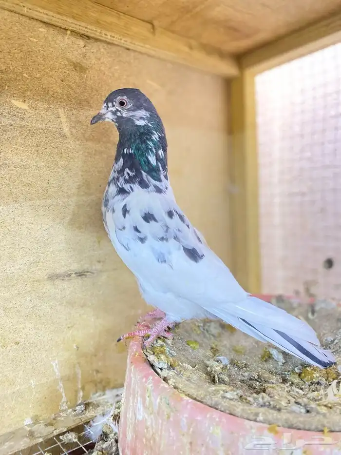 زوج بكستاني منتج الحد 70 0