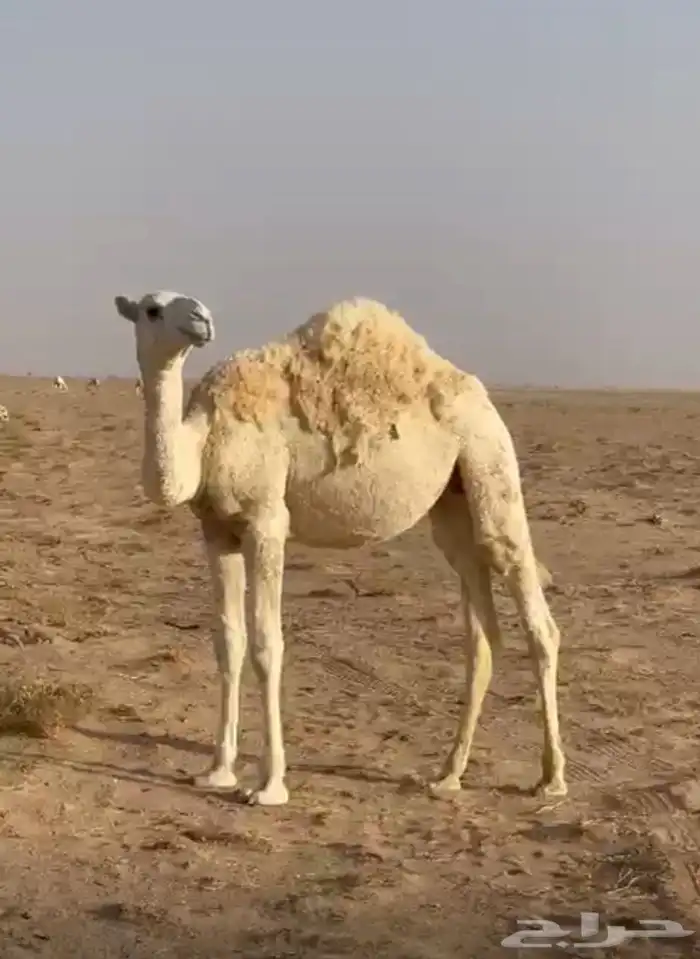 بكره للبيع فل شحم 1