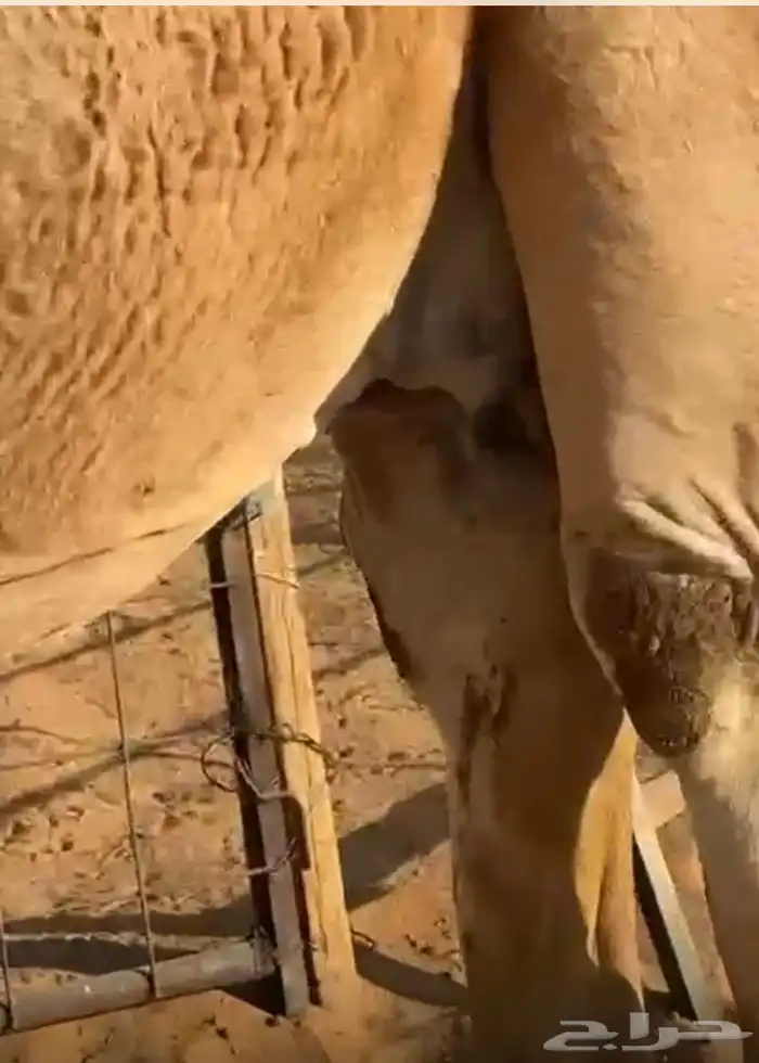 القحه تم البيع 2