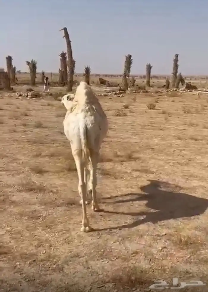 بكره للبيع فل شحم 0