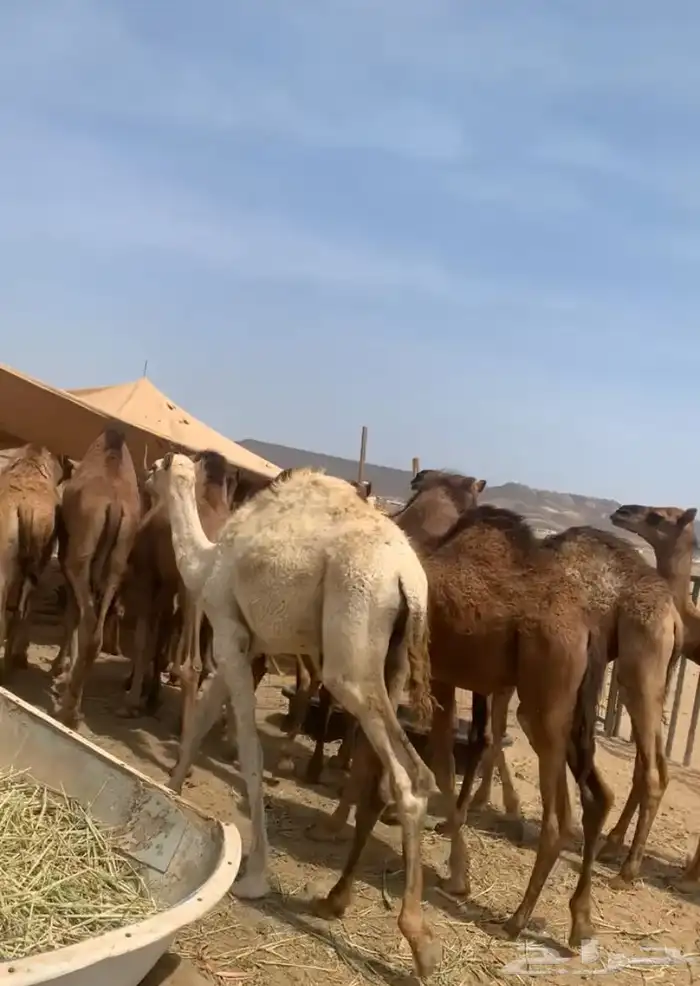 قعدان بلدي من سته الى سبعه اشهور بلجمه وتفريد عدد 13 0